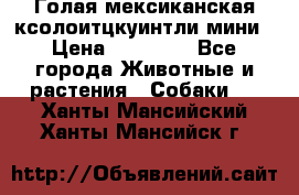 Голая мексиканская ксолоитцкуинтли мини › Цена ­ 20 000 - Все города Животные и растения » Собаки   . Ханты-Мансийский,Ханты-Мансийск г.